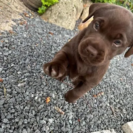 En Smuk Og Charmerende Oase Meget Taet Pa Centrum! Lägenhet Holstebro